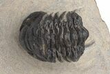 Uncommon Crotalocephalus (Not Gibbus) Trilobite #230455-1